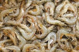 تولید میگوی پرورشی کشور به ۴۳ هزار و ۵۹۰ تن رسید