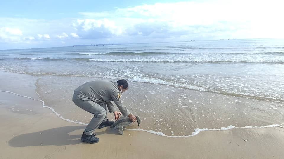 رهاسازی یک لاک‌پشت پوزه‌عقابی پس از تیمار در هرمزگان