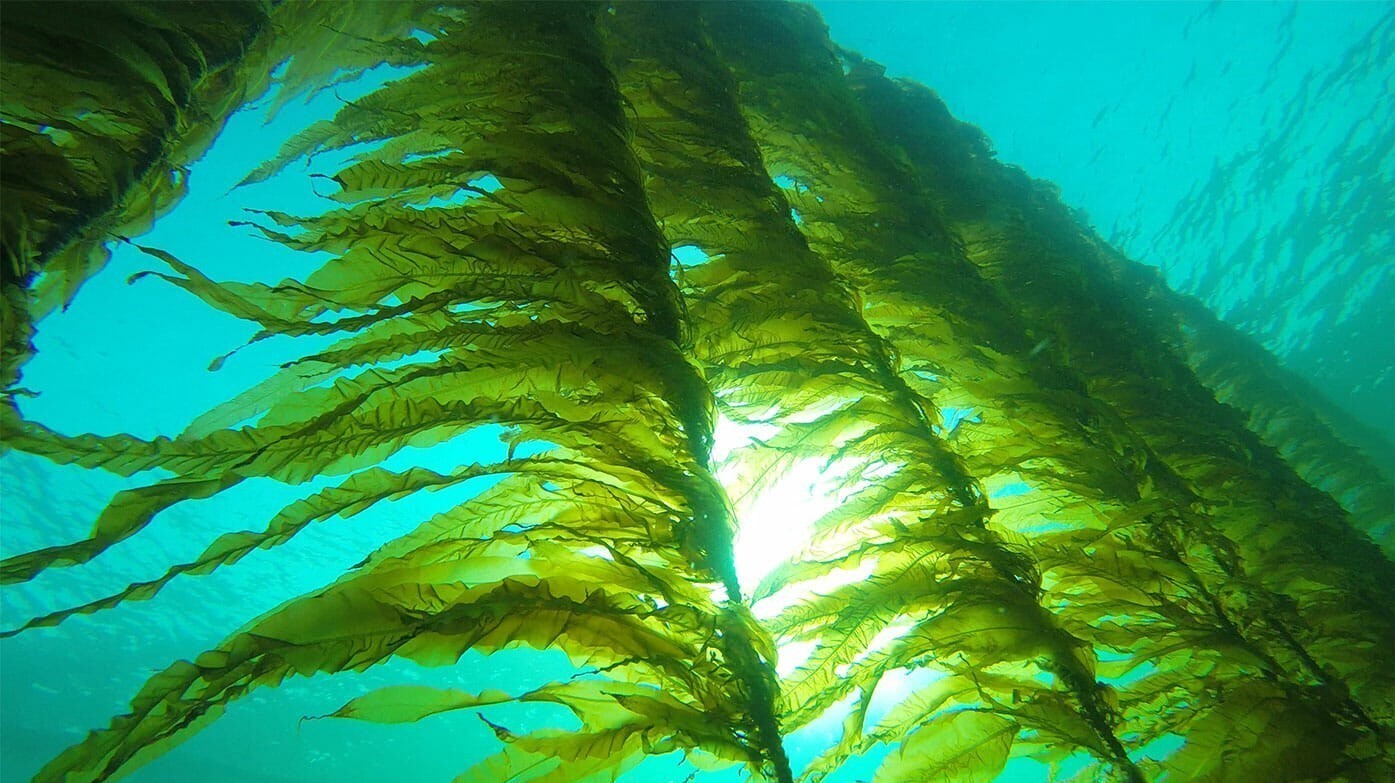 هدف گذاری تولید ۷۰۷ تن جلبک دریایی طی سال جاری